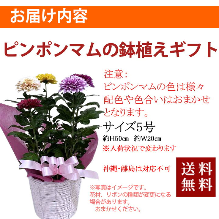 楽天市場 ピンポン菊 ピンポンマム プレゼント 5寸 5号 菊 マム 誕生日 結婚記念日 敬老の日 お彼岸 お中元 お盆 ギフト 苗 鉢植え 花ギフト 生花 花材 種 アレンジメント 花ギフト 山形産果物野菜 花樹有