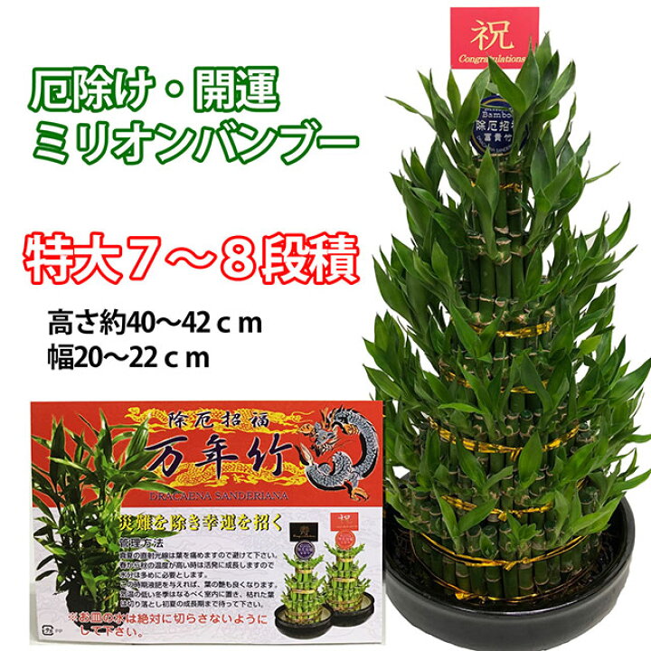 楽天市場 観葉植物 ミリオンバンブー 特大 ミリオンバンブー ７ ８段積 送料無料 開運竹 お彼岸 富貴竹 水耕栽培 ミニ ハイドロカルチャー サンデリーナ 誕生日 開店 厄除け 敬老の日 結婚記念日 風水 竹 シュロチク ポイント消化 100円 300円 500円 花ギフト