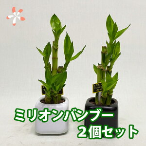 ミリオンバンブー 観葉植物 観葉植物の通販 価格比較 価格 Com