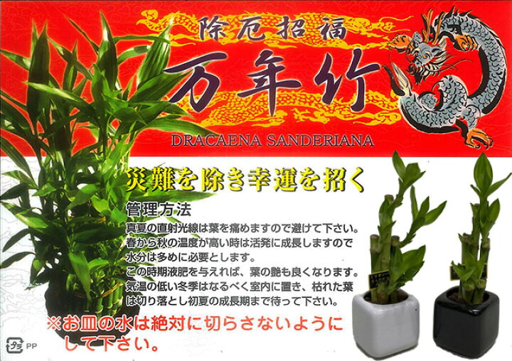 楽天市場 観葉植物 ミリオンバンブー ミニ ギフト 2個 セット 送料無料 開運竹 父の日 お中元 お中元 お彼岸 敬老の日 富貴竹 水耕栽培 ミニ ハイドロカルチャー サンデリーナ 敬老の日 誕生日 開店 厄除け 結婚記念日 風水 竹 シュロチク ポイント消化 100円 300
