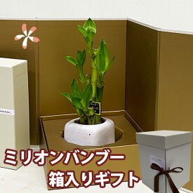 観葉植物 ミリオンバンブー 【 ミニ ギフト箱入り 】 母の日 送別 入学 創業 お彼岸 ハロウィン クリスマス 歳祝 受賞 富貴竹 水耕栽培 ミニ ハイドロカルチャー サンデリーナ 敬老の日 誕生日 開店 厄除け 敬老の日 結婚記念日 風水 竹 シュロチク 花ギフト