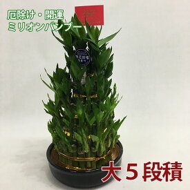 観葉植物 ミリオンバンブー 【 大 ミリオンバンブー 5段積 】 母の日 送別 入学 創業 お彼岸 ハロウィン クリスマス 歳祝 受賞 富貴竹 水耕栽培 ミニ ハイドロカルチャー サンデリーナ 誕生日 開店 厄除け 敬老の日 結婚記念日 風水 竹 シュロチク 花ギフト