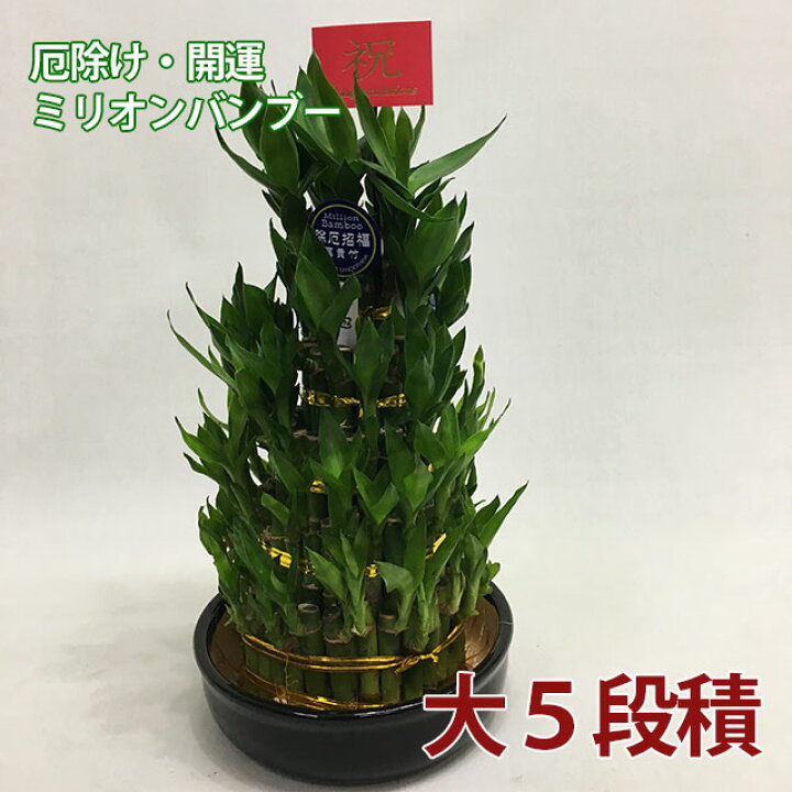 楽天市場 観葉植物 ミリオンバンブー 大 ミリオンバンブー 5段積 送料無料 開運竹 父の日 お中元 お中元 お彼岸 敬老の日 富貴竹 水耕栽培 ミニ ハイドロカルチャー サンデリーナ 誕生日 開店 厄除け 敬老の日 結婚記念日 風水 竹 シュロチク ポイント消化 100円