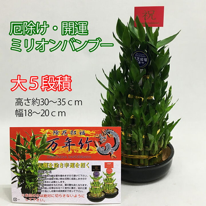 楽天市場 観葉植物 ミリオンバンブー 大 ミリオンバンブー 5段積 送料無料 開運竹 母の日 父の日 お中元 お彼岸 敬老の日 富貴竹 水耕栽培 ミニ ハイドロカルチャー サンデリーナ 誕生日 開店 厄除け 敬老の日 結婚記念日 風水 竹 シュロチク ポイント消化 100円