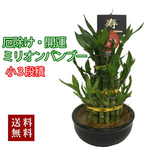 ミリオンバンブー 観葉植物の通販 価格比較 価格 Com