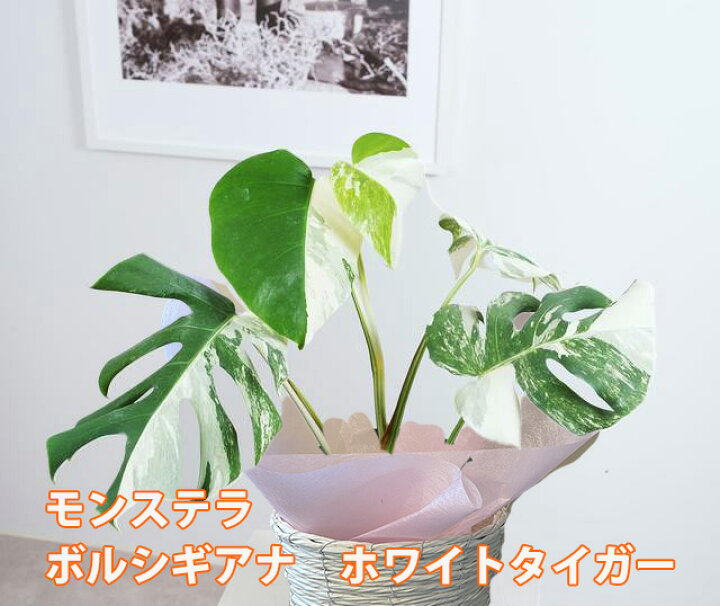 楽天市場】モンステラ 斑入り ボルシギアナ ホワイトタイガー観葉植物 