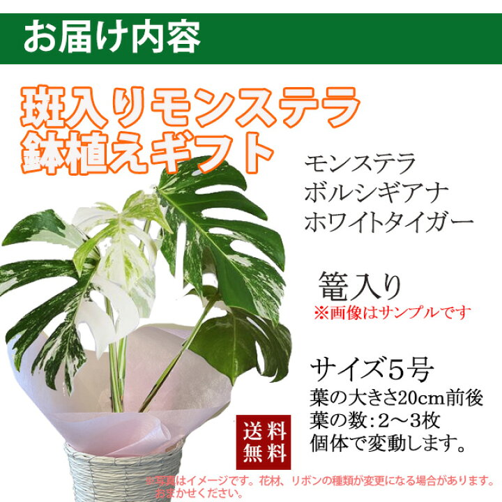 楽天市場】モンステラ 斑入り ボルシギアナ ホワイトタイガー観葉植物 