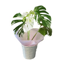 楽天市場】モンステラ 斑入り（観葉植物｜花・観葉植物）：花 
