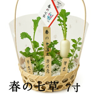    N w t̎ x    Ε Mtg  񂹐A A N̈A p ̂      A