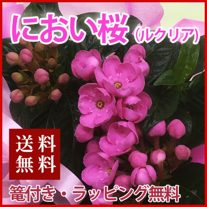 楽天市場 ルクリア 5寸 5号 花 送料無料 アッサム ニオイザクラ ルクリア 匂い桜 籠入り 敬老の日 お彼岸 誕生日 結婚記念日 クリスマス スイートルビー 花ギフト ポイント消化 100円 300円 500円 花ギフト 山形産果物野菜 花樹有