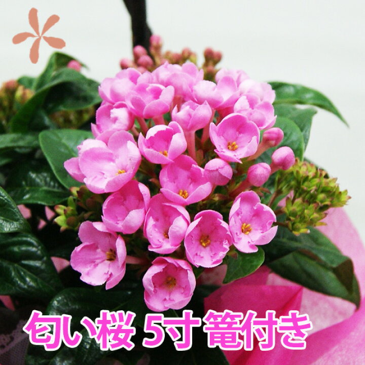 楽天市場 ルクリア 5寸 5号 花 送料無料 アッサム ニオイザクラ ルクリア 匂い桜 籠入り 敬老の日 お彼岸 誕生日 結婚記念日 クリスマス スイートルビー 花ギフト ポイント消化 100円 300円 500円 花ギフト 山形産果物野菜 花樹有