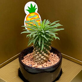 多肉植物 鉢 セット おしゃれ ギフト 寄せ植え 【 パイナップルコーン ユーフォルビア パキポジウム 】 敬老の日 お彼岸 誕生日 結婚記念日 エケベリア 土 セダム 苗 多肉植物図鑑 多肉植物の土 プランター 花ギフト