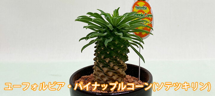 楽天市場 多肉植物 鉢 セット おしゃれ ギフト 寄せ植え パイナップルコーン ユーフォルビア パキポジウム 敬老の日 お彼岸 誕生日 結婚記念日 エケベリア 土 セダム 苗 多肉植物図鑑 多肉植物の土 プランター 花ギフト 花ギフト 山形産果物野菜 花樹有