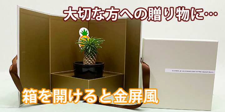 楽天市場 多肉植物 鉢 セット おしゃれ ギフト 寄せ植え パイナップルコーン ユーフォルビア パキポジウム 敬老の日 お彼岸 誕生日 結婚記念日 エケベリア 土 セダム 苗 多肉植物図鑑 多肉植物の土 プランター 花ギフト 花ギフト 山形産果物野菜 花樹有