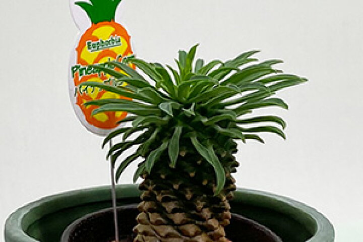 楽天市場 多肉植物 鉢 セット おしゃれ ギフト 寄せ植え パイナップルコーン ユーフォルビア パキポジウム 敬老の日 お彼岸 誕生日 結婚記念日 エケベリア 土 セダム 苗 多肉植物図鑑 多肉植物の土 プランター 花ギフト 花ギフト 山形産果物野菜 花樹有