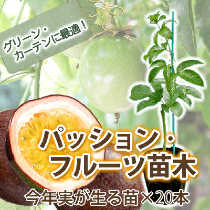 春の新作続々 草花の苗 パッションフルーツ クダモノトケイソウ パープル 紫玉100 大苗4号ポット2株セット Zurique Com Br