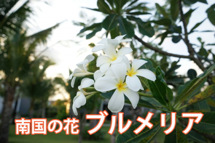 楽天市場 プルメリア 鉢植え ギフト 色おまかせ 篭付き ラッピング無料 5寸 5号 誕生日 結婚記念日 敬老の日 敬老の日 お彼岸 アロハ ハワイアン プルメリア挿し木 観葉植物 種 造花 土 肥料 苗 苗木 花ギフト 送料無料 花ギフト 山形産果物野菜 花樹有 楽天市場 プルメリア 鉢植え ギフト 色おまかせ 篭付き ラッピング無料 5寸 5号 誕生日 結婚記念日 敬老の日 敬老の日 お彼岸 アロハ ハワイアン プルメリア挿し木 観葉植物 種 造花 土 肥料 苗 苗木 花ギフト 送料無料 花ギフト 山形産果物野菜 花樹有