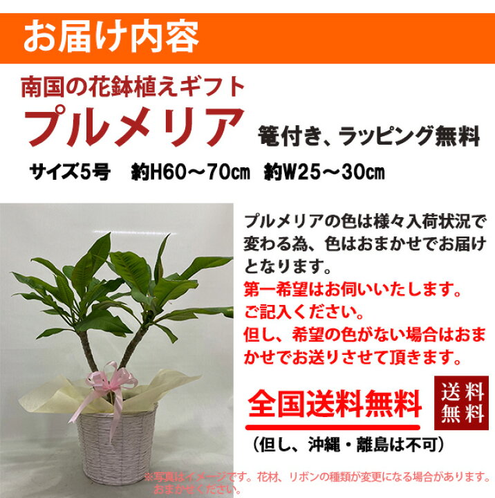 楽天市場 プルメリア 鉢植え ギフト 色おまかせ 篭付き ラッピング無料 5寸 5号 誕生日 結婚記念日 敬老の日 敬老の日 お彼岸 アロハ ハワイアン プルメリア挿し木 観葉植物 種 造花 土 肥料 苗 苗木 花ギフト 送料無料 花ギフト 山形産果物野菜 花樹有 楽天市場 プルメリア 鉢植え ギフト 色おまかせ 篭付き ラッピング無料 5寸 5号 誕生日 結婚記念日 敬老の日 敬老の日 お彼岸 アロハ ハワイアン プルメリア挿し木 観葉植物 種 造花 土 肥料 苗 苗木 花ギフト 送料無料 花ギフト 山形産果物野菜 花樹有