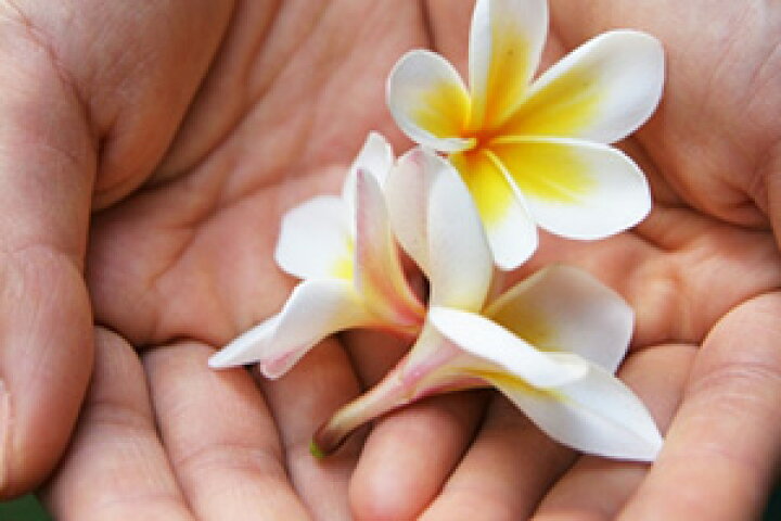 楽天市場 プルメリア 鉢植え ギフト 色おまかせ 篭付き ラッピング無料 ５寸 ５号 誕生日 結婚記念日 敬老の日 お中元 お彼岸 アロハ ハワイアン プルメリア挿し木 観葉植物 種 造花 土 肥料 苗 苗木 花ギフト 送料無料 花ギフト 山形産果物野菜 花樹有