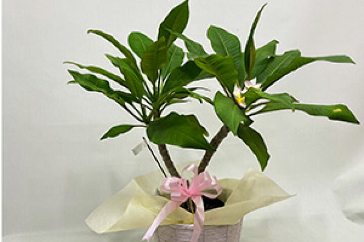 楽天市場 プルメリア 鉢植え ギフト 色おまかせ 篭付き ラッピング無料 5寸 5号 誕生日 結婚記念日 敬老の日 敬老の日 お彼岸 アロハ ハワイアン プルメリア挿し木 観葉植物 種 造花 土 肥料 苗 苗木 花ギフト 送料無料 花ギフト 山形産果物野菜 花樹有 楽天市場 プルメリア 鉢植え ギフト 色おまかせ 篭付き ラッピング無料 5寸 5号 誕生日 結婚記念日 敬老の日 敬老の日 お彼岸 アロハ ハワイアン プルメリア挿し木 観葉植物 種 造花 土 肥料 苗 苗木 花ギフト 送料無料 花ギフト 山形産果物野菜 花樹有