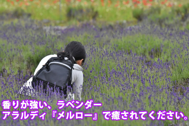 楽天市場 ラベンダー 花 ギフト 送料無料 アラルディー メロー 斑入り ギザギザ葉 5寸 デンタータラベンダー スパイクラベンダー 交配種 イングリッシュ 鉢植え 鉢 香り 富良野 ポイント消化 100円 300円 500円 花ギフト 花ギフト 山形産果物野菜 花樹有 楽天市場 ラベンダー 花 ギフト 送料無料 アラルディー メロー 斑入り ギザギザ葉 5寸 デンタータラベンダー スパイクラベンダー 交配種 イングリッシュ 鉢植え 鉢 香り 富良野 ポイント消化 100円 300円 500円 花ギフト 花ギフト 山形産果物野菜 花樹有