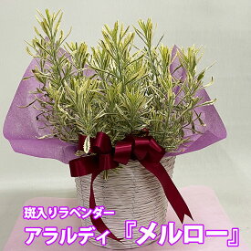 楽天市場 イングリッシュラベンダー 富良野の通販