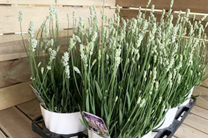 楽天市場 ラベンダー 花 ギフト 送料無 白 ラベンダー 5寸 プレゼント ラッピング ギフト 贈り物 イングリッシュラベンダー 鉢植え 鉢 アロマンス 父の日 お中元 お中元 誕生日 結婚記念日 フレンチラベンダー 香り 育て方 苗 富良野 ポイント消化 100円 300円 500円 花