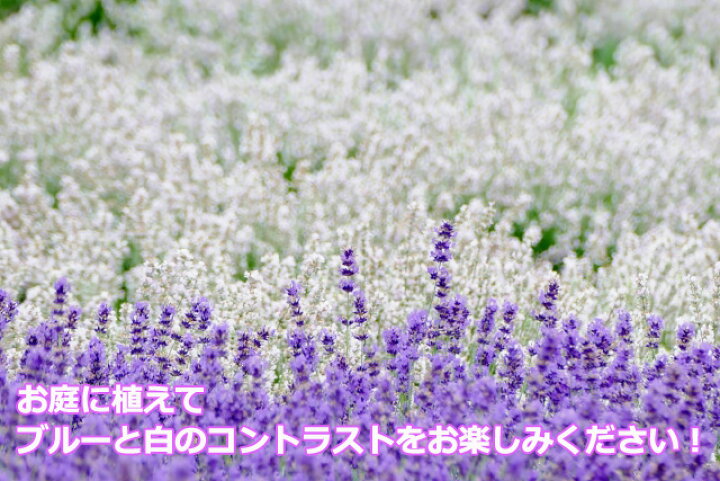 楽天市場 ラベンダー 花 ギフト 送料無 白 ラベンダー 5寸 プレゼント ラッピング ギフト 贈り物 イングリッシュラベンダー 鉢植え 鉢 アロマンス 父の日 お中元 お中元 誕生日 結婚記念日 フレンチラベンダー 香り 育て方 苗 富良野 ポイント消化 100円 300円 500円 花
