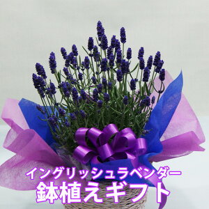 ラベンダー 鉢 生花の人気商品 通販 価格比較 価格 Com