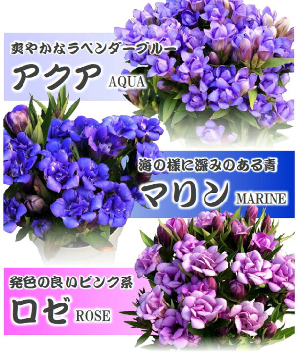 素晴らしい品質 りんどう リンドウ 鉢植えの花 鉢植え 竜胆 白寿 又は クリスタルホワイト 敬老の日 誕生日 結婚記念日 結婚祝い 画像 送料無料 Rmladv Com Br
