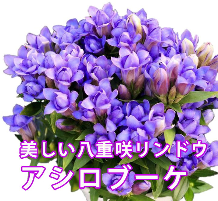 楽天市場 敬老の日 リンドウ プレゼント 鉢植え アシロブーケ マリン アクア ロゼ ブルー ピンク 4寸 4号 りんどう 岩手 岩手県 安代 お彼岸 花鉢 ギフト 花 花束 生花 花ギフト 花ギフト 山形産果物野菜 花樹有