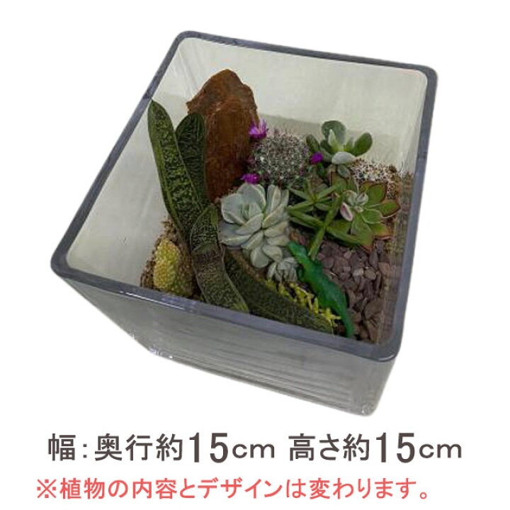楽天市場 父の日 サボテン プレゼント オシャレ テラリウム 寄せ植え ハイドロカルチャー 丸 四角 サボテン 多肉植物 観葉植物 販売 珍しい 大型 インテリア 希少 オブジェ 花ギフト ポイント消化 100円 300円 500円 花ギフト 山形産果物野菜 花樹有