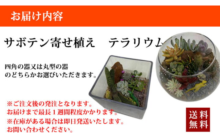 楽天市場 父の日 サボテン プレゼント オシャレ テラリウム 寄せ植え ハイドロカルチャー 丸 四角 サボテン 多肉植物 観葉植物 販売 珍しい 大型 インテリア 希少 オブジェ 花ギフト ポイント消化 100円 300円 500円 花ギフト 山形産果物野菜 花樹有