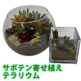 楽天市場 サボテン プレゼントの通販