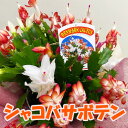 シャコバサボテン 鉢植え 花 鉢 【 シャコバサボテン 5寸 ～ 6寸 篭付き 】 誕生日 結婚記念日 カニサボテン カニハサボテン カニバサボテン サボテン カニ シャコバ シャコハ カニバ 育て方 植え替え 花言葉 挿し芽 植え替え 苗 肥料 用土 剪定 葉摘み 花ギフト