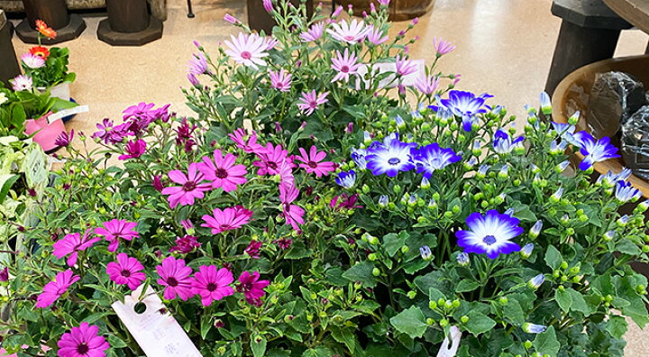 楽天市場 サイネリア 桂華 ケイカ セネッティ 鉢植え 5号 5寸 ギフト プレゼント セネシオ シネラリア 愛妻の日 ひな祭り 桃の節句 ホワイトデー 卒業 卒業式 花ギフト 山形産果物野菜 花樹有