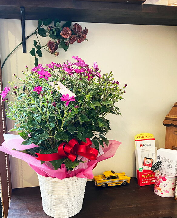 楽天市場 サイネリア 桂華 ケイカ セネッティ 鉢植え 5号 5寸 ギフト プレゼント セネシオ シネラリア 愛妻の日 ひな祭り 桃の節句 ホワイトデー 卒業 卒業式 花ギフト 山形産果物野菜 花樹有