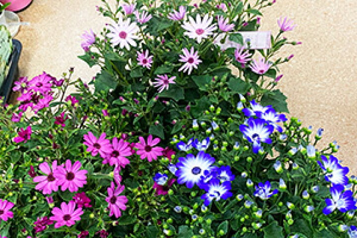 楽天市場 サイネリア 桂華 ケイカ セネッティ 鉢植え 5号 5寸 ギフト プレゼント セネシオ シネラリア 愛妻の日 ひな祭り 桃の節句 ホワイトデー 卒業 卒業式 花ギフト 山形産果物野菜 花樹有