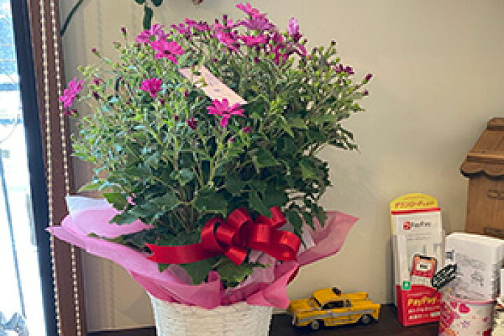 楽天市場 サイネリア 桂華 ケイカ セネッティ 鉢植え 5号 5寸 ギフト プレゼント セネシオ シネラリア 愛妻の日 ひな祭り 桃の節句 ホワイトデー 卒業 卒業式 花ギフト 山形産果物野菜 花樹有