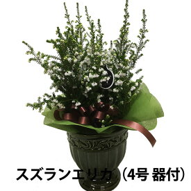 楽天市場 クリスマスエリカの通販