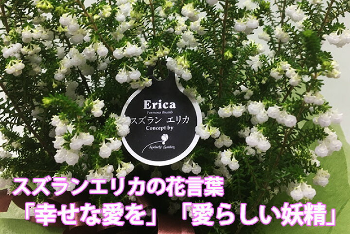 楽天市場 エリカ 鉢 スズランエリカ 陶器鉢セット 鉢植え 3 5号サイズ 誕生日 結婚記念日 ホワイトデー ホワイトデー お歳暮 クリスマス お歳暮 花 ギフト 育て方 山梨 通販 値段 販売 クリスマスエリカ ポイント消化 100円 300円 500円 Vd Dl19 花