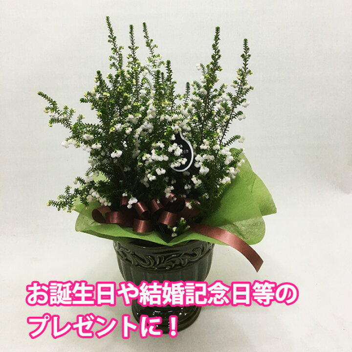 楽天市場 エリカ 鉢 スズランエリカ 陶器鉢セット 鉢植え 3 5号サイズ 誕生日 結婚記念日 ホワイトデー ホワイトデー お歳暮 クリスマス お歳暮 花 ギフト 育て方 山梨 通販 値段 販売 クリスマスエリカ ポイント消化 100円 300円 500円 Vd Dl19 花