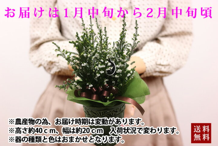 楽天市場 エリカ 鉢 スズランエリカ 陶器鉢セット 鉢植え 3 5号サイズ 誕生日 結婚記念日 ホワイトデー ホワイトデー お歳暮 クリスマス お歳暮 花 ギフト 育て方 山梨 通販 値段 販売 クリスマスエリカ ポイント消化 100円 300円 500円 Vd Dl19 花