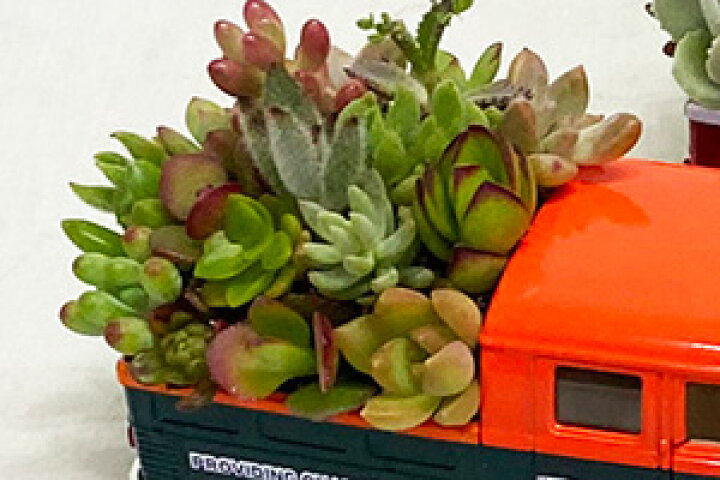 楽天市場】多肉植物 鉢 寄せ植え セット 【 車 】 おしゃれ ギフト 