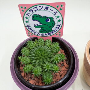 [tHrA XUiG hS{[ ڗW 肱 A 򍪐A T{e A