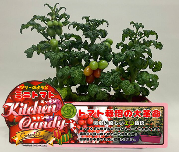 楽天市場 ミニトマト トマト プチトマト 鉢植え プランター ギフト フルーツトマト 寄せ植え プランタースタンド 栽培キット 種 送料無料 陶器 苗 サイズ 育て方 咲く 時期 水やり 花ギフト 農産物 花ギフト 山形産果物野菜 花樹有