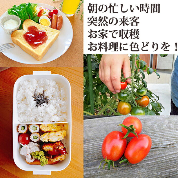 楽天市場 ミニトマト トマト プチトマト 鉢植え プランター ギフト フルーツトマト 寄せ植え プランタースタンド 栽培キット 種 送料無料 陶器 苗 サイズ 育て方 咲く 時期 水やり 花ギフト 農産物 花ギフト 山形産果物野菜 花樹有