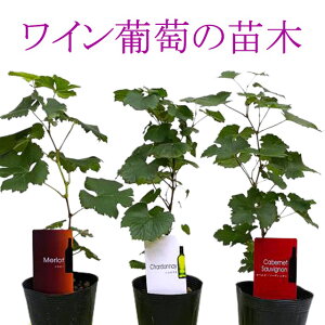 c Ԃǂ  C Jxl [ Vhl 3ނIׂ  c ԃMtg