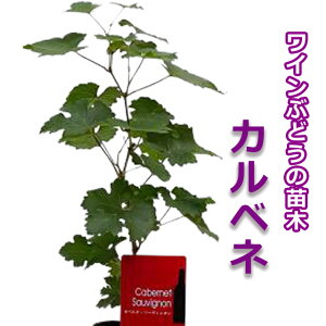 c Ԃǂ  C Jxl  c ԃMtg