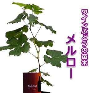 c Ԃǂ  C [  c ԃMtg